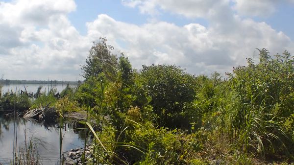 View of Lake Drummond in the Great Dismal Swamp of North Carolina/Virginia borderlands.